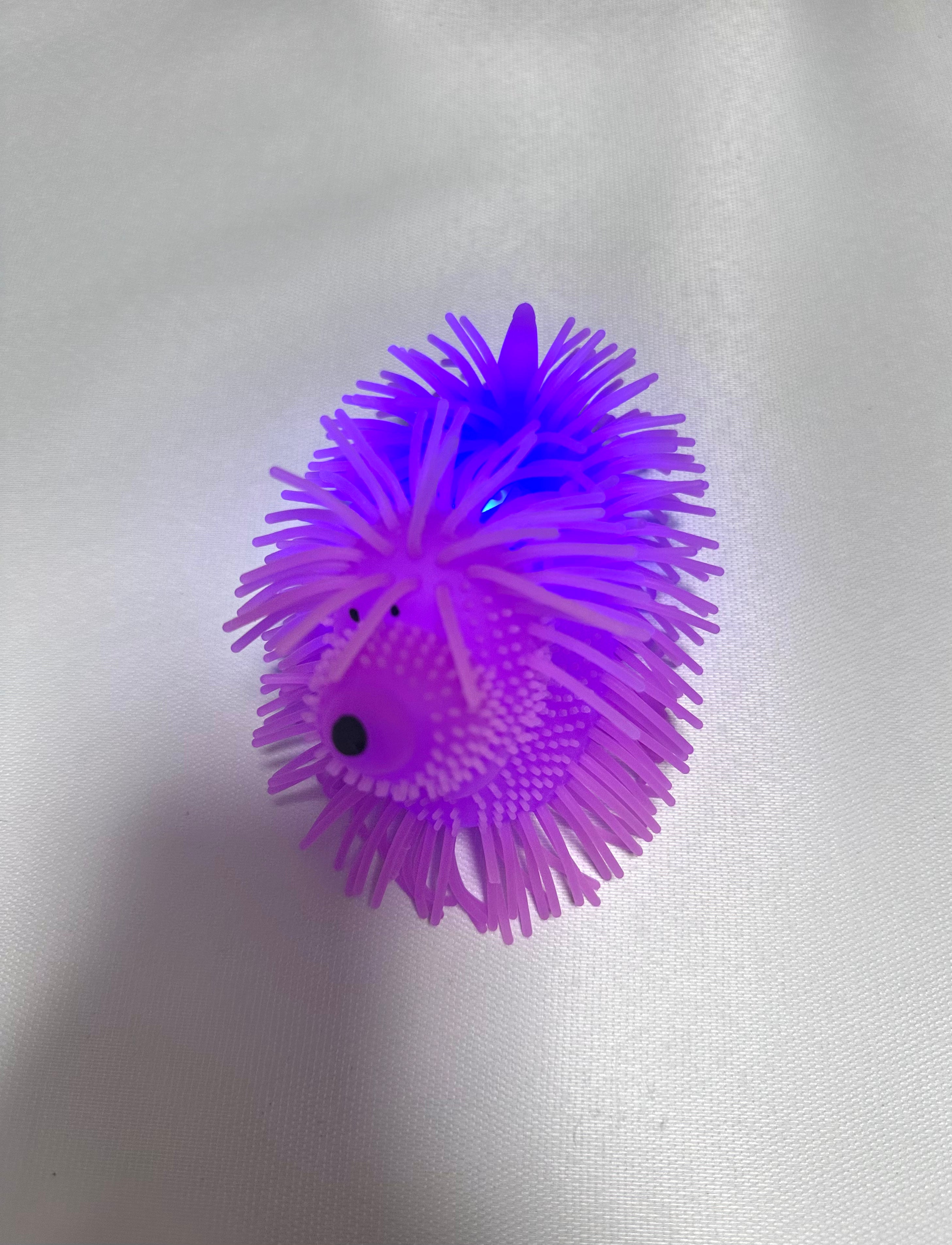Chien lumineux violet extensible
